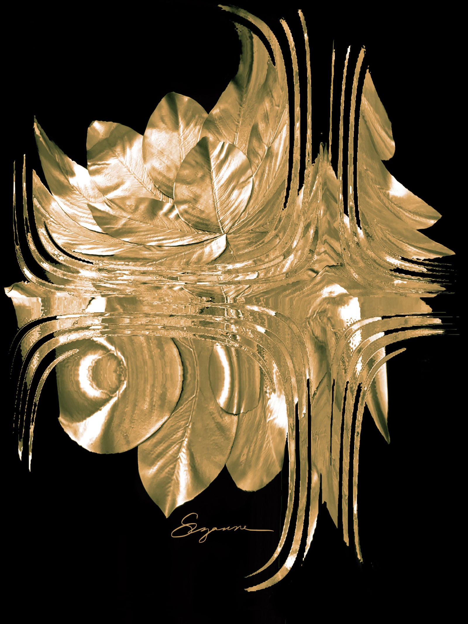 a close up of a flower on a black background